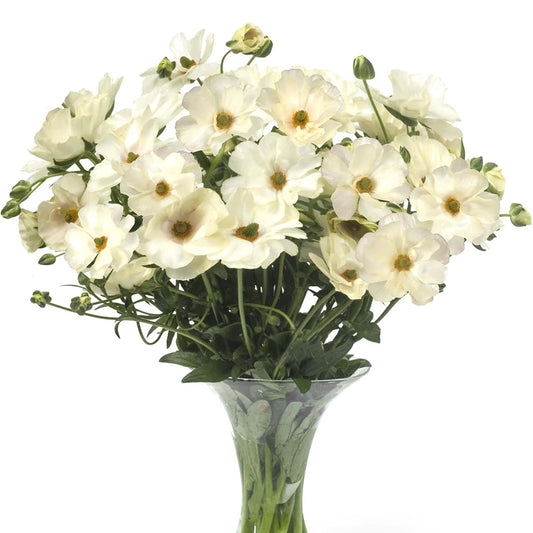 Ranunculus Butterfly™ Keramos® - 5 Pack