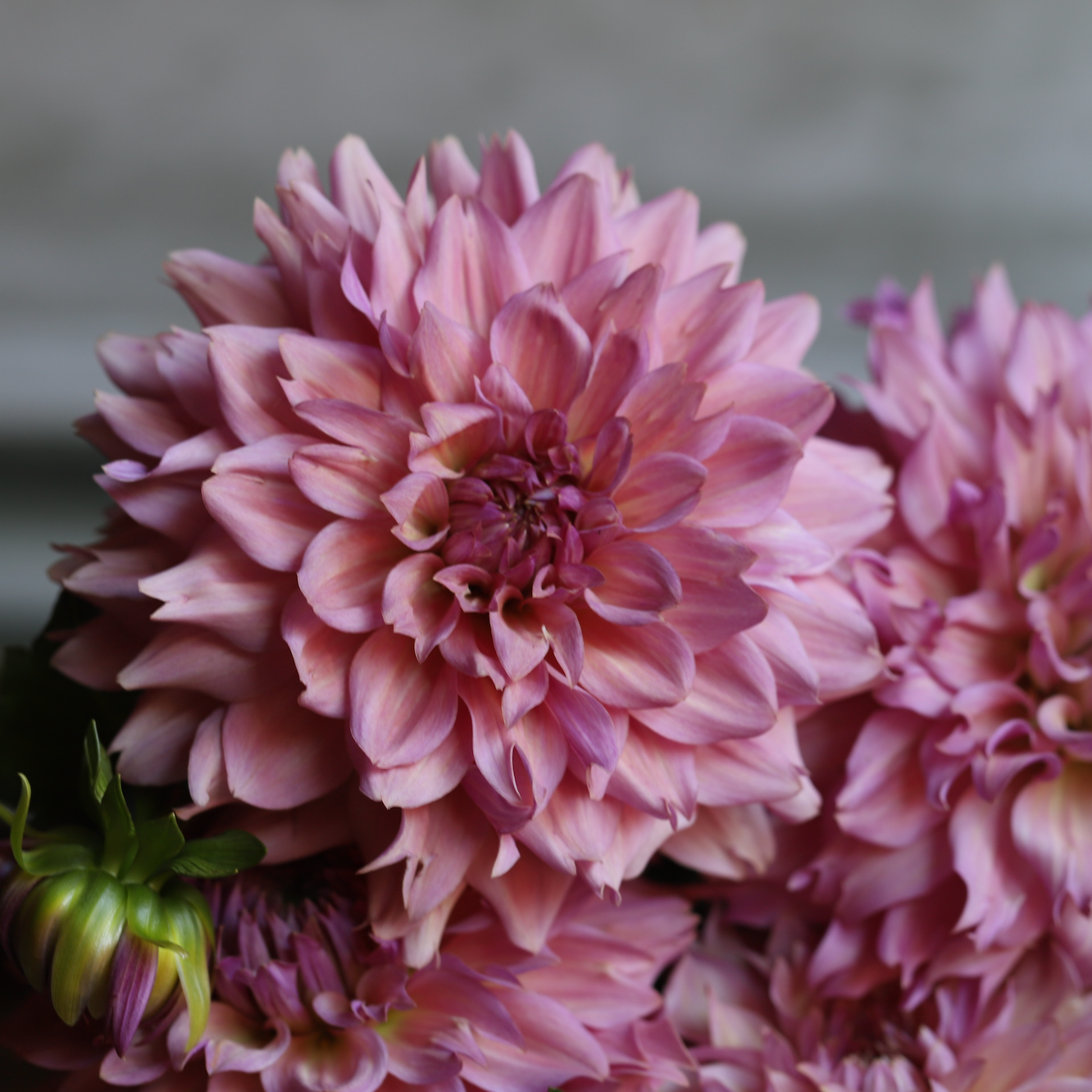Dahlia 'La Belle Epoque' LIMIT 1 - Spring Shipped