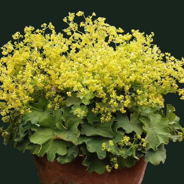 Week 14 | Alchemilla 'Thriller' | 2 Pack