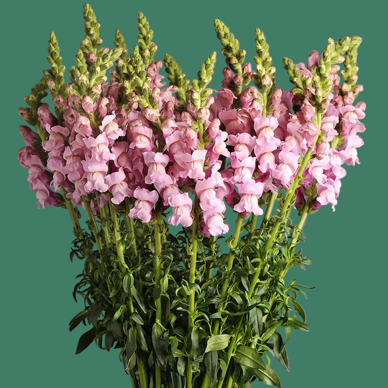 2026 Week 7 | Snapdragon Potomac Lavender | 10 Pack