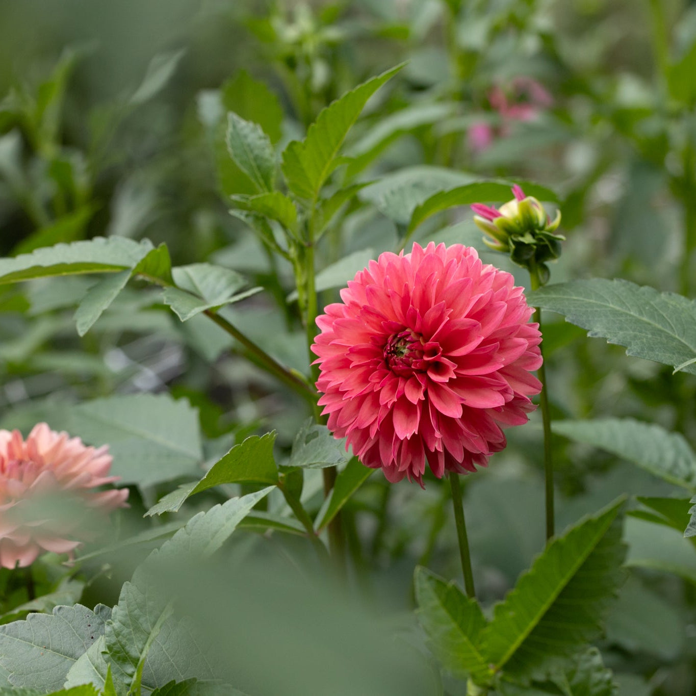 Dahlia 'Lee's Ellis' - Spring Shipped
