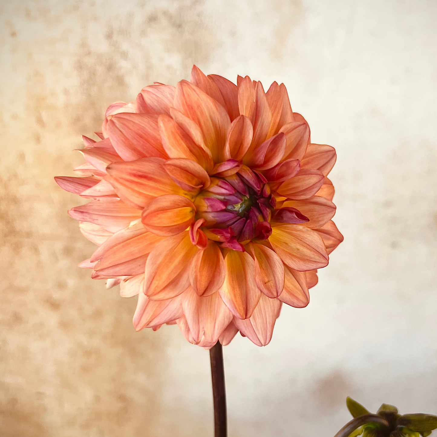 Dahlia 'Lee's Fresh Penny' -  ROOTED CUTTING