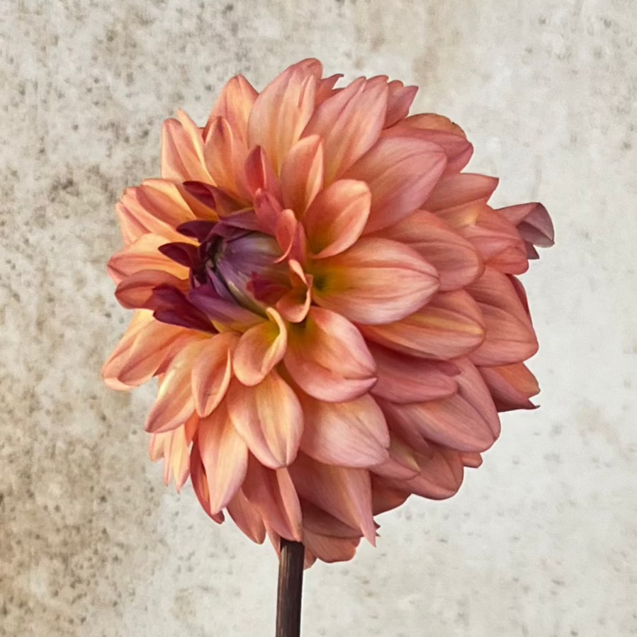 Dahlia 'Lee's Fresh Penny' -  ROOTED CUTTING