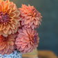 Dahlia 'Lee's Fresh Penny'