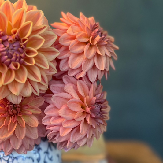 Dahlia 'Lee's Fresh Penny' -  ROOTED CUTTING