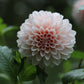 Dahlia 'Lee's Pineberry Trifle'