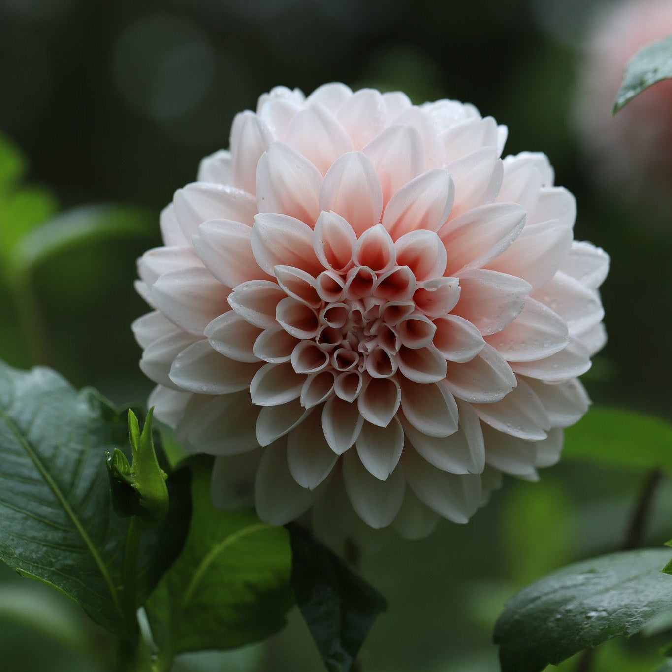 Dahlia 'Lee's Pineberry Trifle'