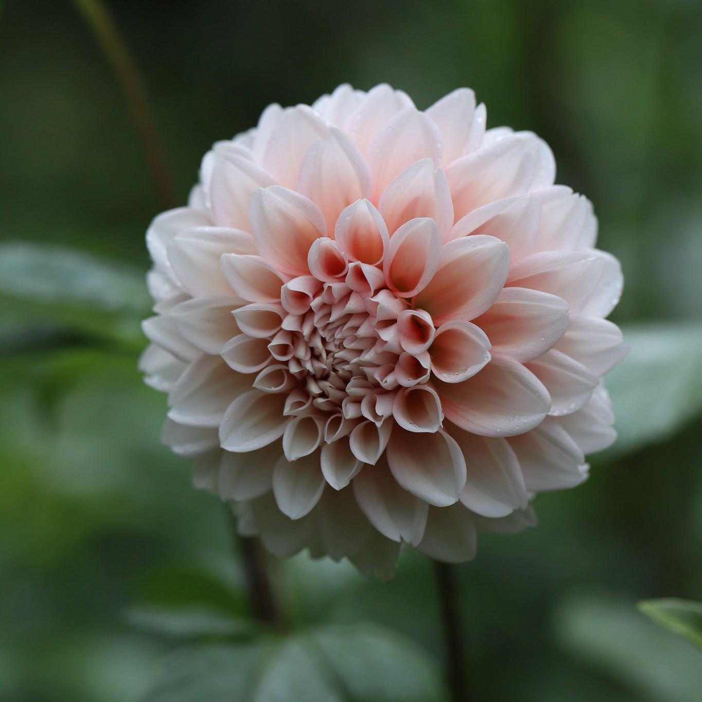 Dahlia 'Lee's Pineberry Trifle'