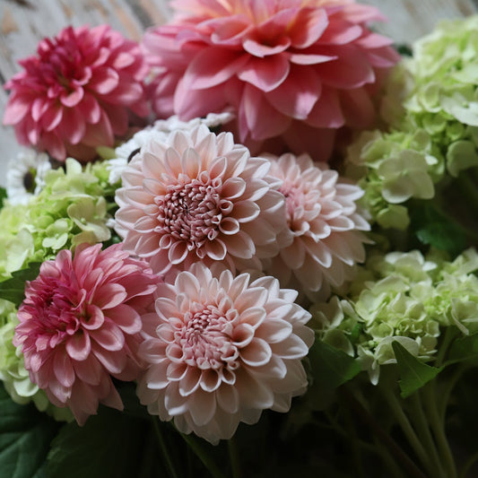Dahlia 'Lee's Pineberry Trifle'