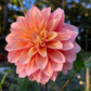 Dahlia 'Lee's Sugaree'