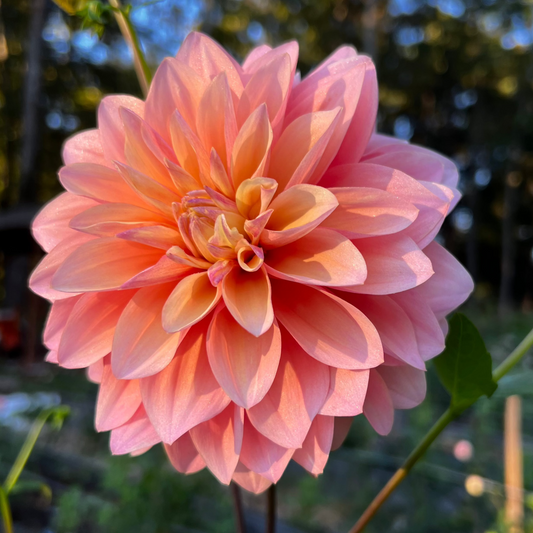 Dahlia 'Sugaree' - ROOTED CUTTING