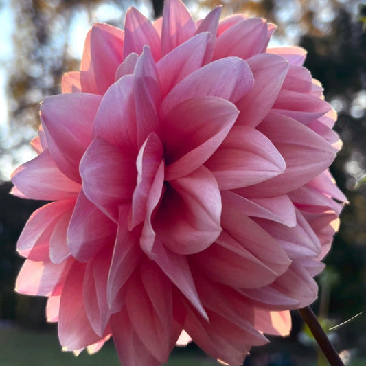 'Lee's Sugaree' Rooted Cutting