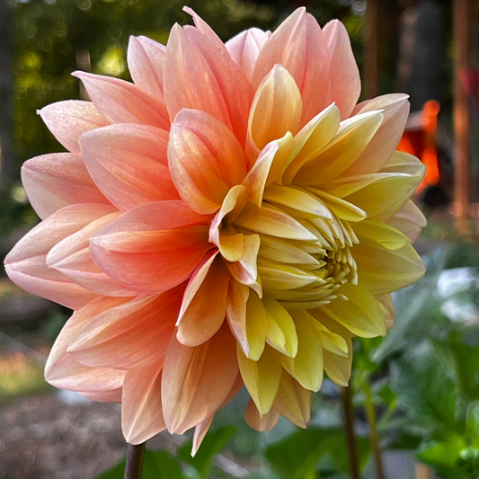 Dahlia 'Lee's Sugaree'