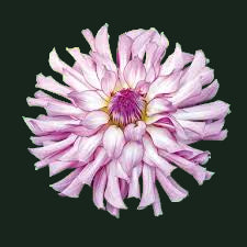 World Series Collection - Leila Savanna Rose (Read Description)