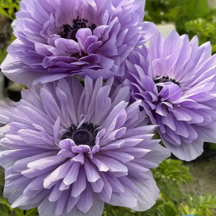 Anemone Levante Azzurro - 10 Pack