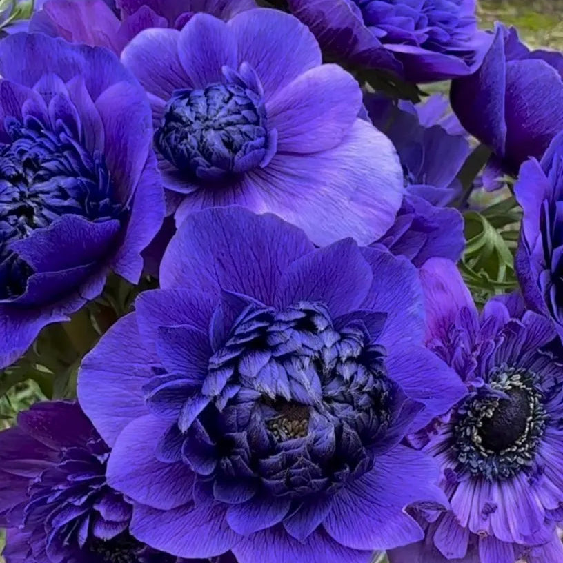 Anemone Levante Blu - 10 Pack