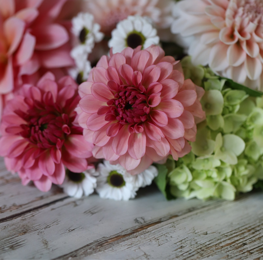 'Levi’s Dreamwalk’ Rooted Cutting
