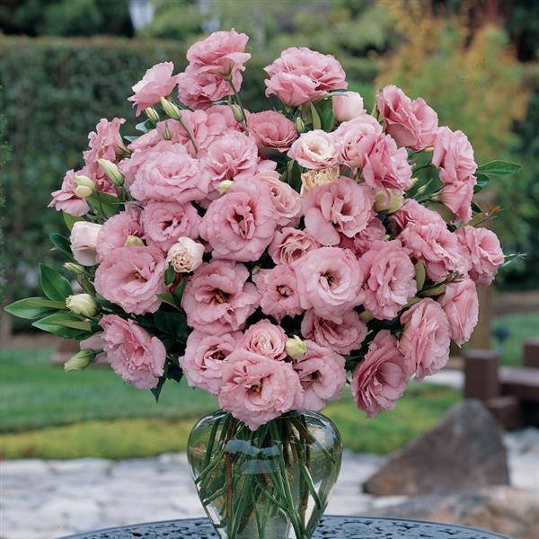 Lisianthus ABC 1 Deep Rose