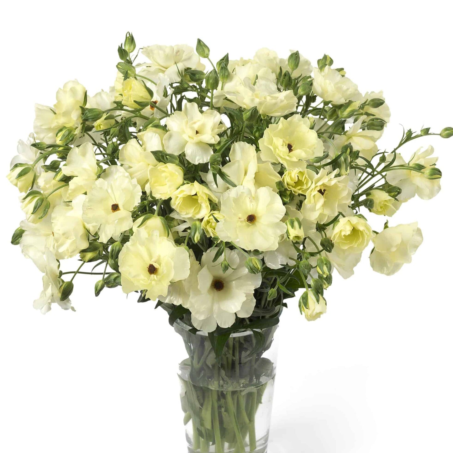 Ranunculus Butterfly™ Litai® - 5 Pack