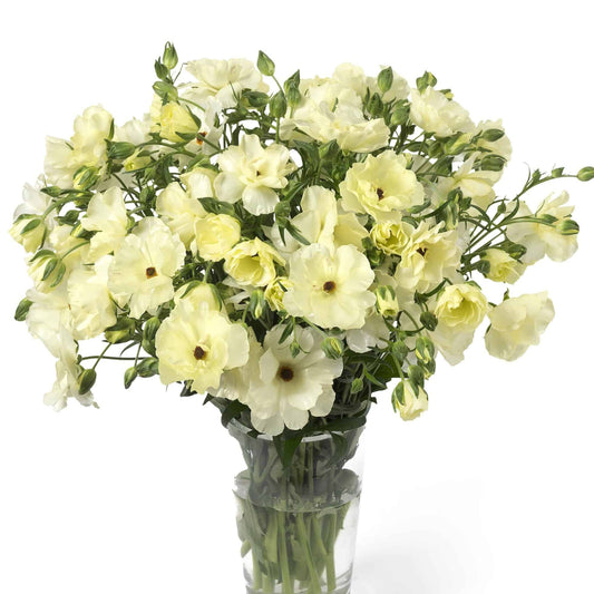 Ranunculus Butterfly™ Litai® - 5 Pack