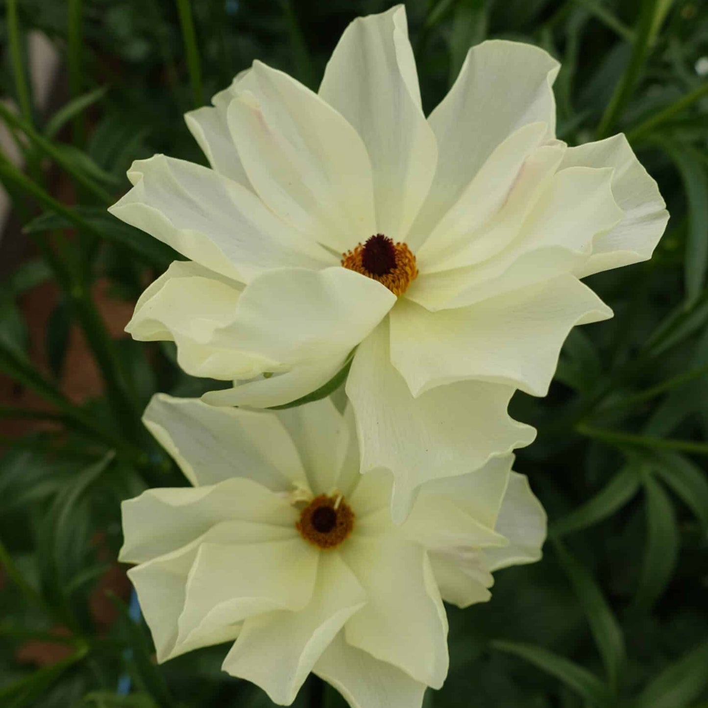 Ranunculus Butterfly™ Litai® - 5 Pack