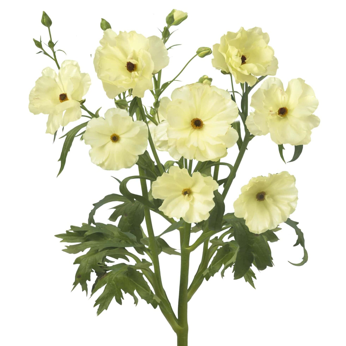 Ranunculus Butterfly™ Litai® - 5 Pack