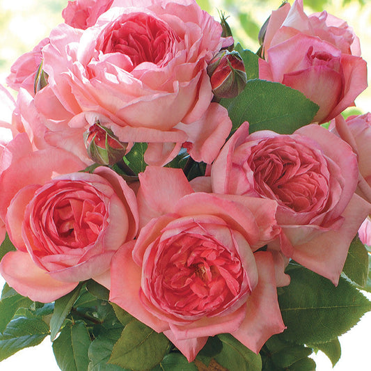 Liv Tyler® Rose Bush