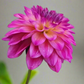 Dahlia 'Loe'