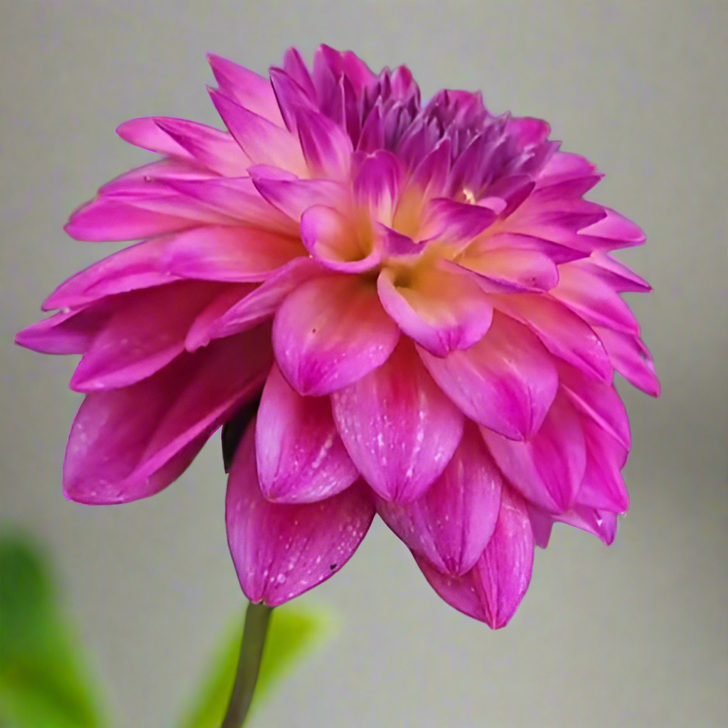 Dahlia 'Loe' - Informal Decorative (1 tuber)