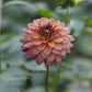 Dahlia 'Loe'
