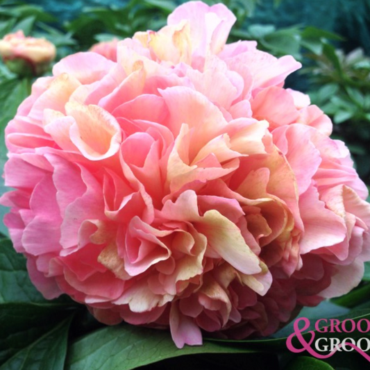 Lois Choice Peony - Paeonia 3-5 eyes