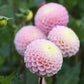Dahlia 'Maaike'