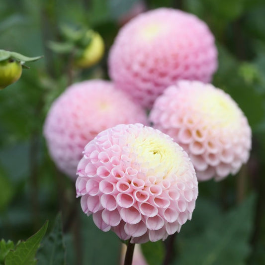 Dahlia 'Maaike' - Pompom (1 tuber)