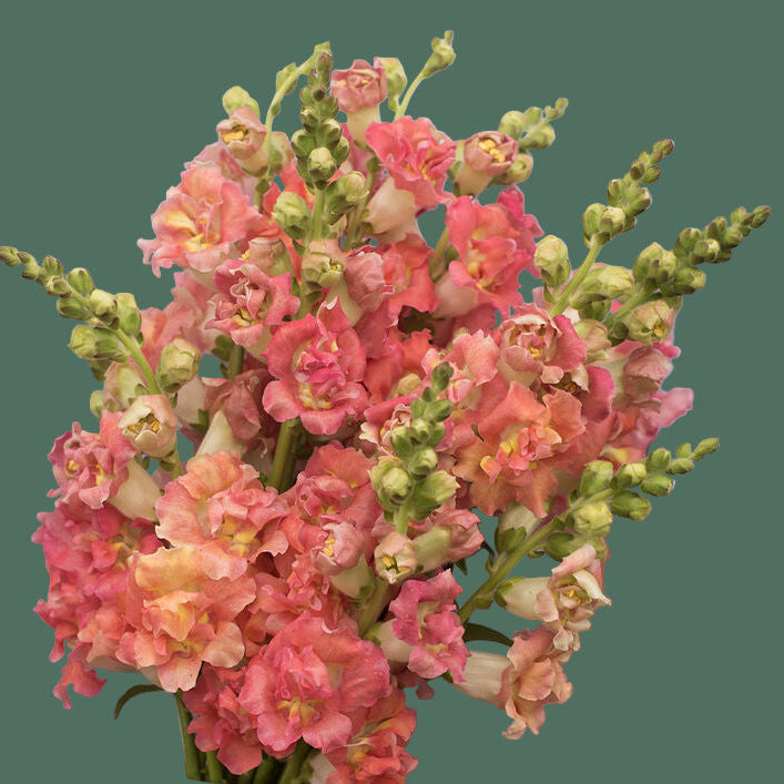 2026 Week 7 | Snapdragon Madame Butterfly | Bronze and White