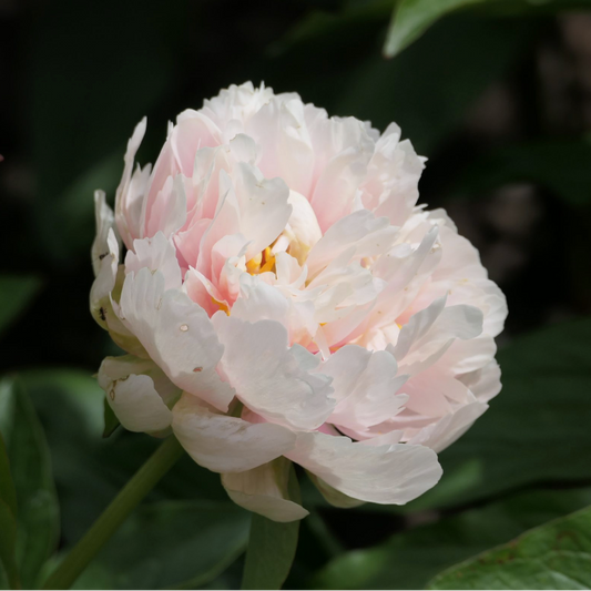 Majesty's Splendor - Hybrid 3-5 eyes