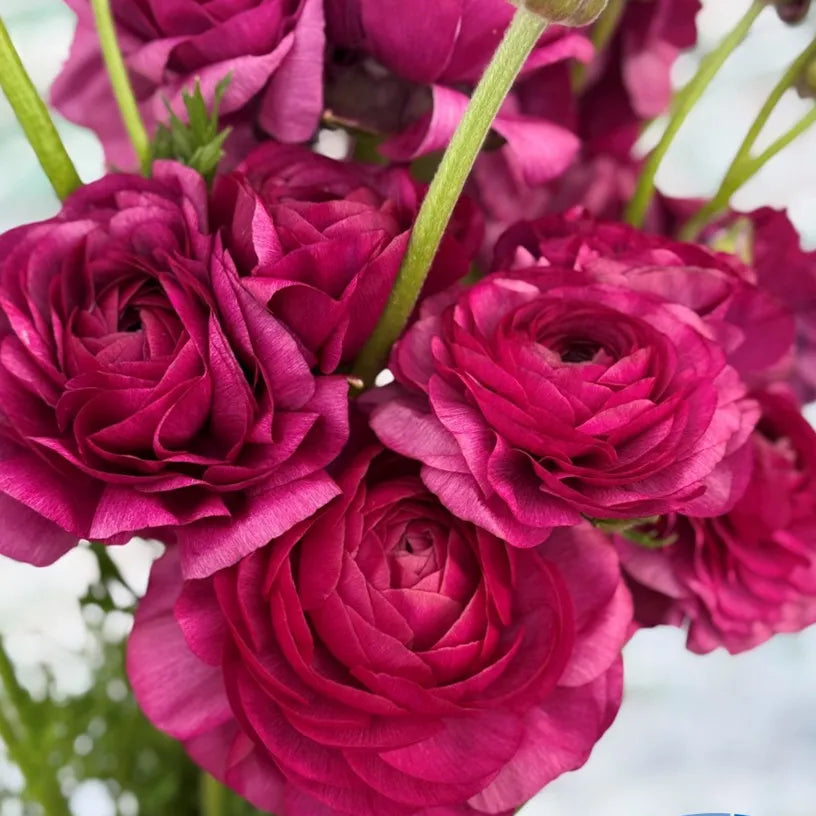 Ranunculus Elegance Malva