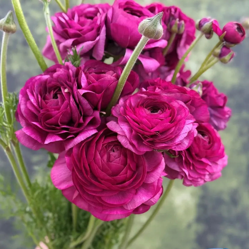 Ranunculus Elegance Malva