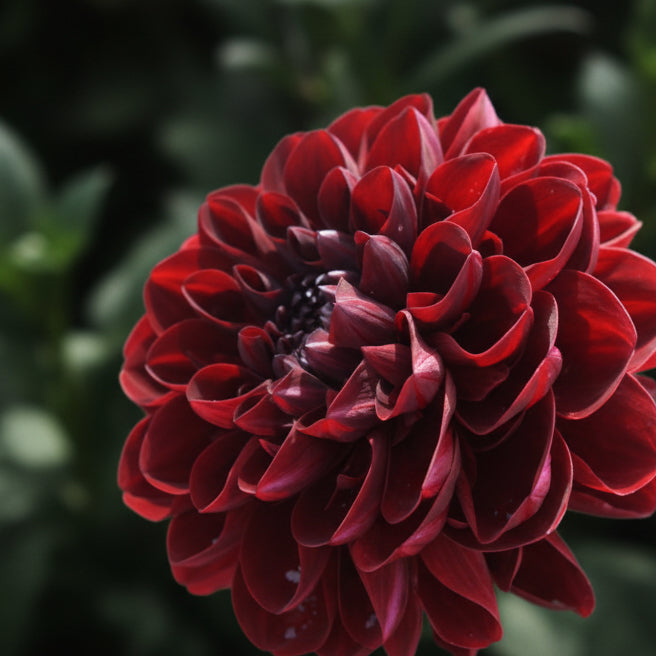 Dahlia 'Manoa' - Spring Shipped