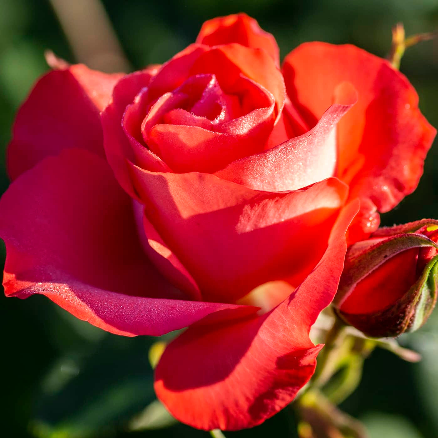 Marmalade Skies™ Rose Bush