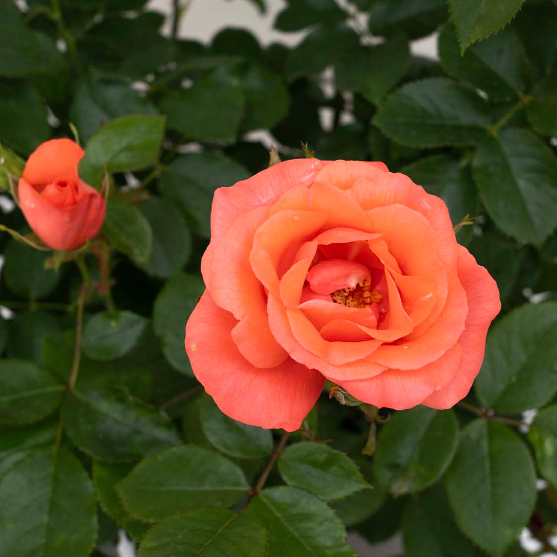 Marmalade Skies™ Rose Bush