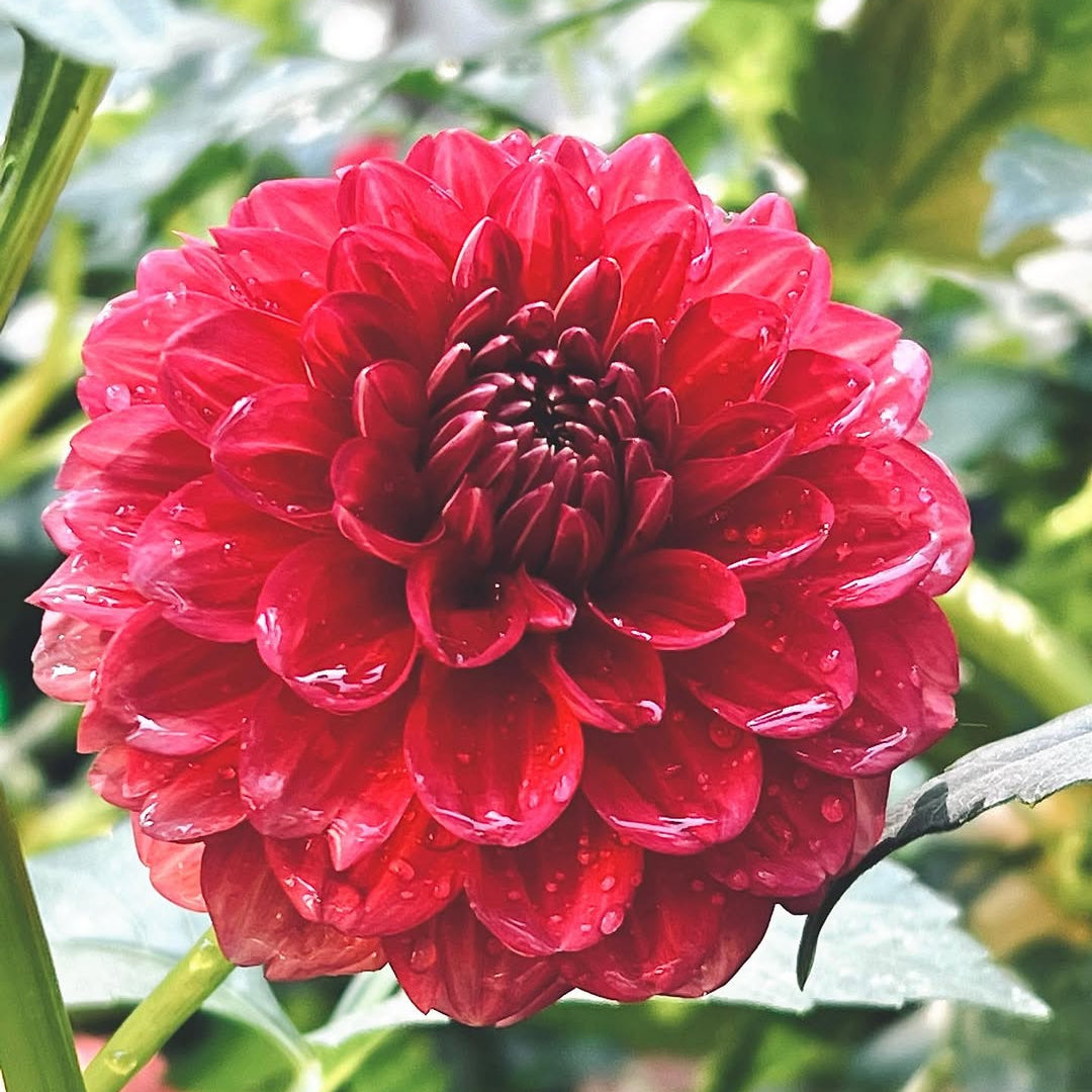 Dahlia 'Mason' - Spring Shipped