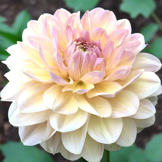 Dahlia 'Maya' - Formal Decorative (1 tuber)