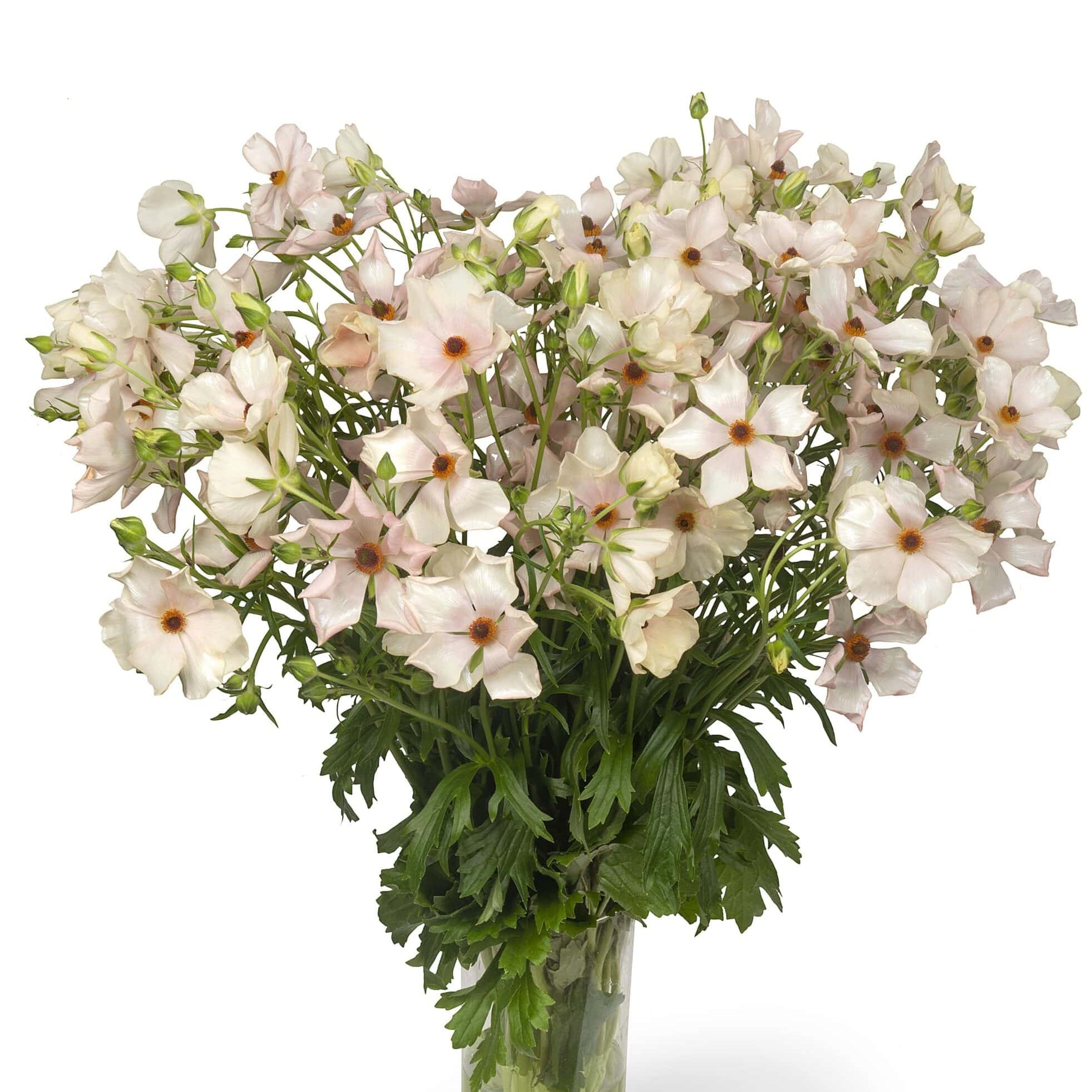 Butterflu Ranunculus Ranunculus Butterfly™ Melissa® - Soft pink, airy, delicate blooms ...