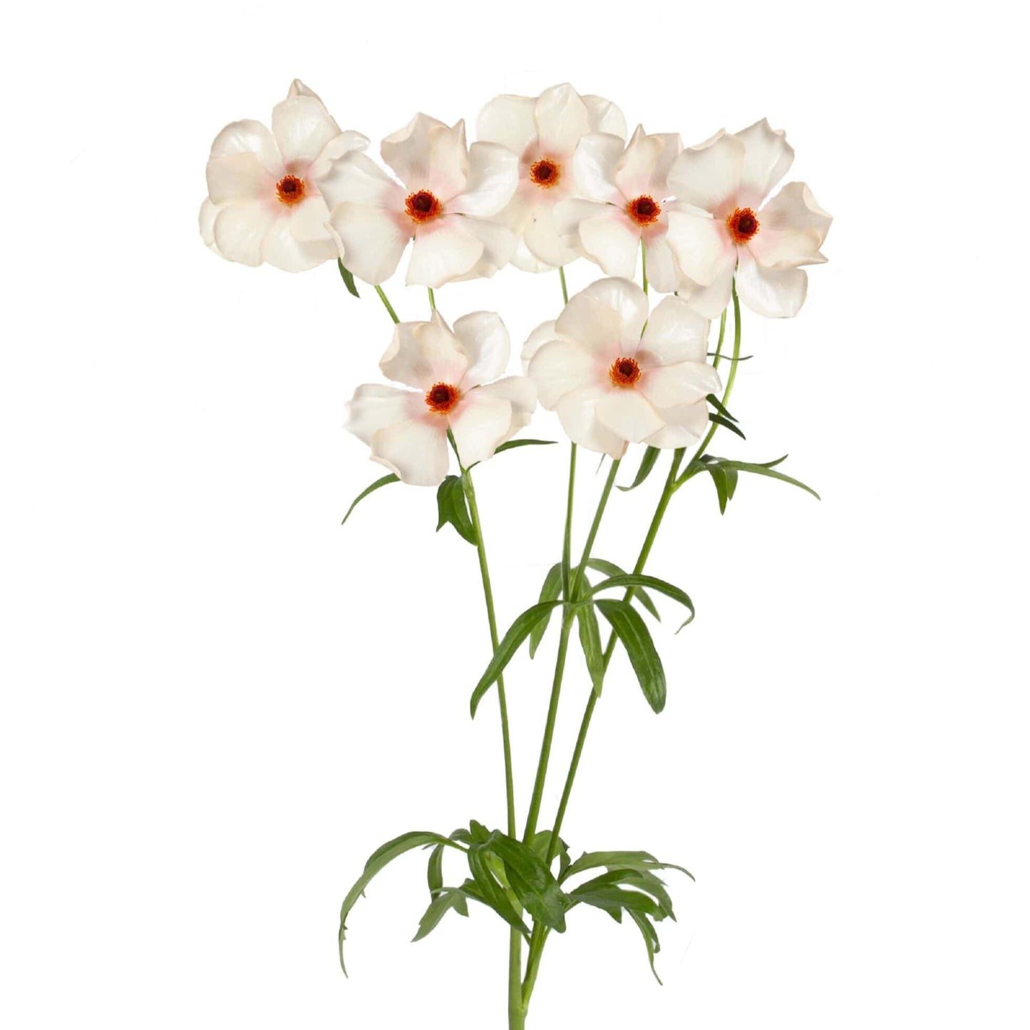 Ranunculus Butterfly™ Meslissa® - 5 Pack