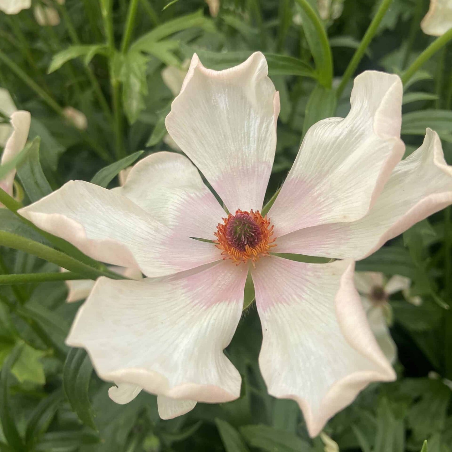 Ranunculus Butterfly™ Meslissa® - 5 Pack