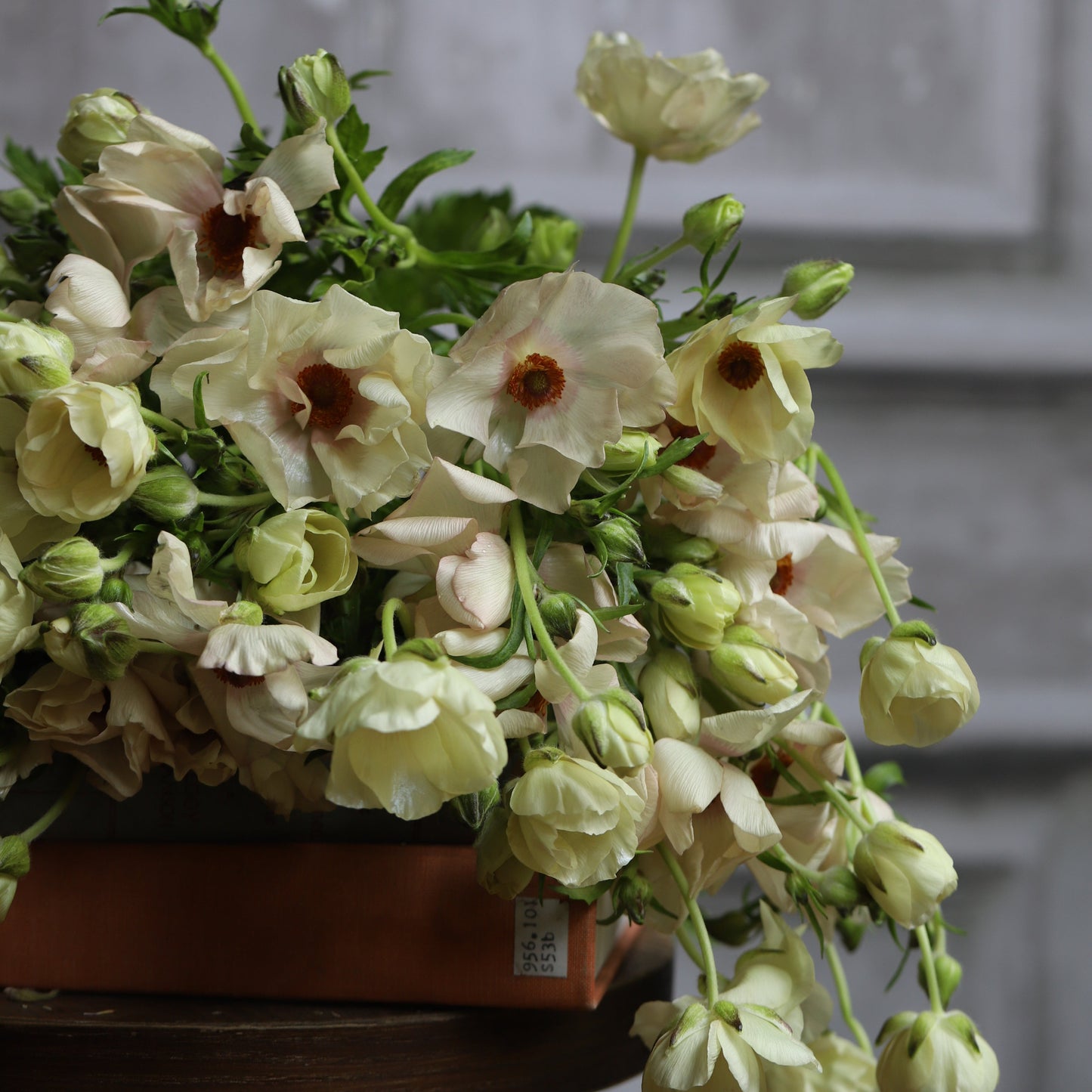 Bouquet of melissa butterfly ranunculus light-colored flowers against a gray background