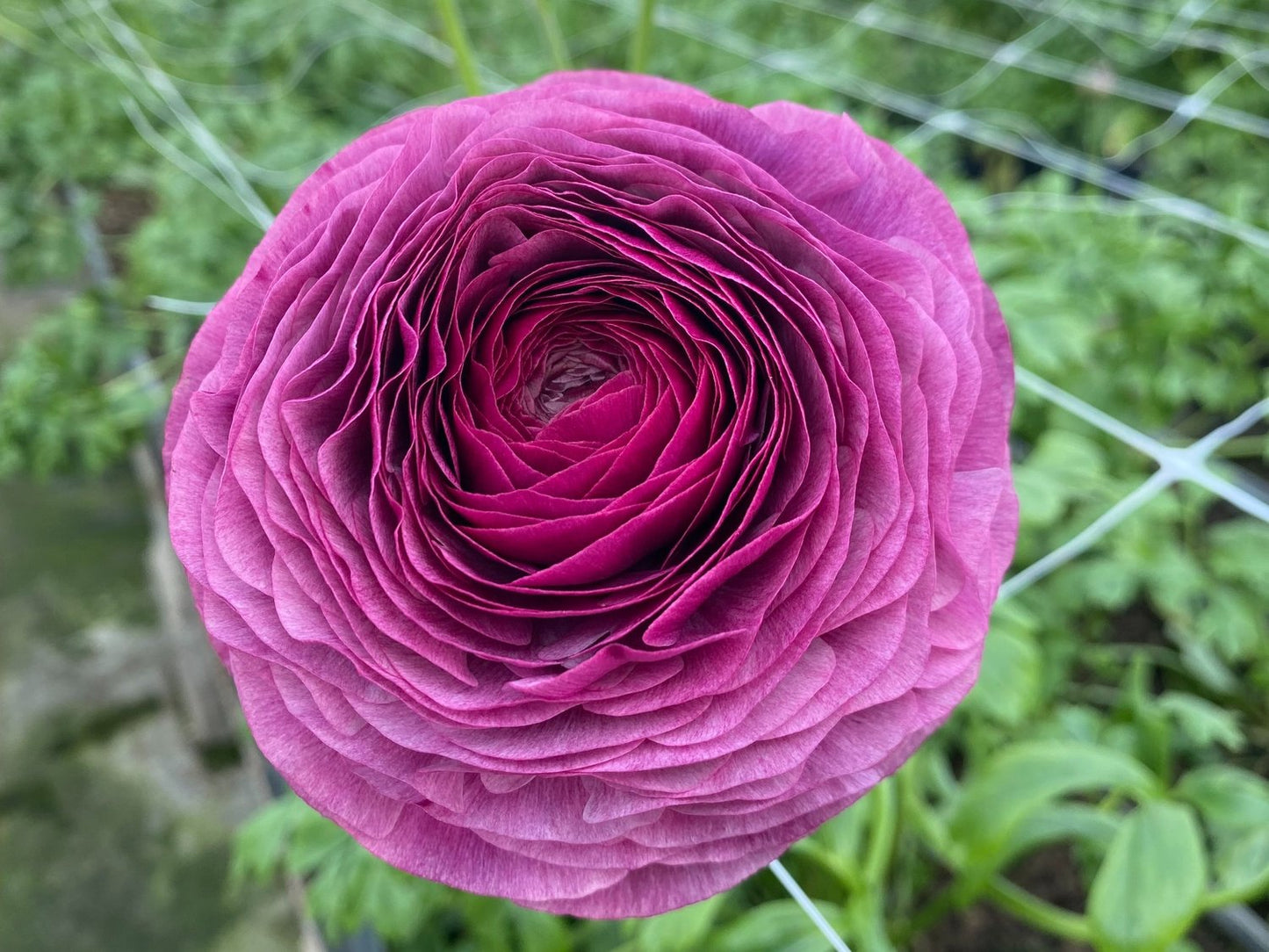 Ranunculus Elegance Milka 134N® 10 Pack