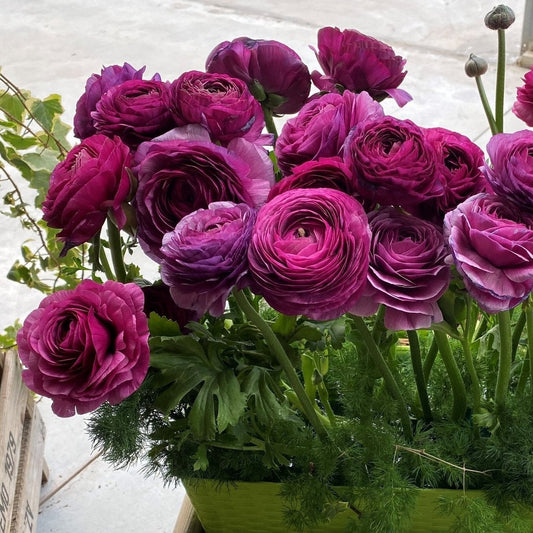 Italian Ranunculus Milka Ranunculus & Anemone – Fuirk Home