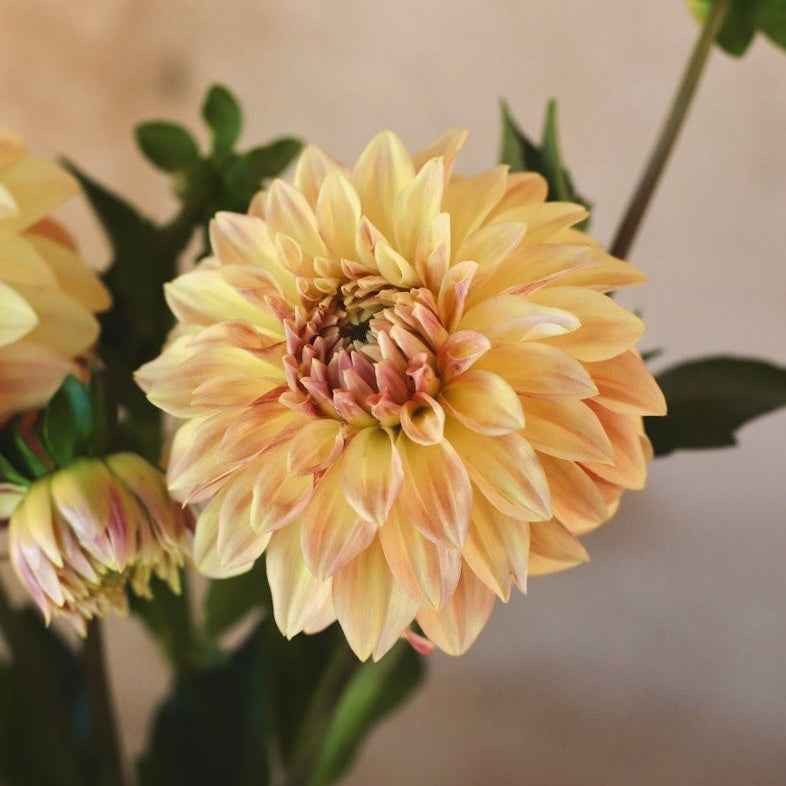 Dahlia 'Miss Amara' - Formal Decorative (1 tuber)