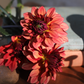 Dahlia 'Miss Brandy'